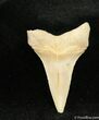 Inch Mako Shark Tooth Fossil (Sharktooth Hill) #966-1